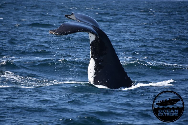 Ocean Extreme - 2019-10-02-12-03-13-000-1ztk2 (3)